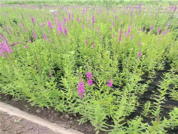 如何选择水沟盖板的规格型号‘火狐电竞’(图2) 火狐电竞官网