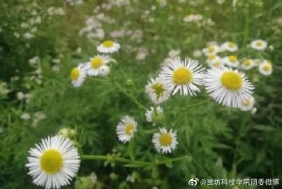 火狐电竞